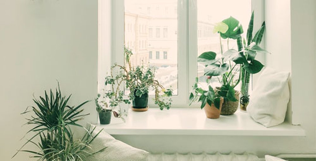 créez une ambiance zen chez vous avec des plantes d'intérieur : conseils, astuces et inspirations pour une atmosphère apaisante et naturelle.