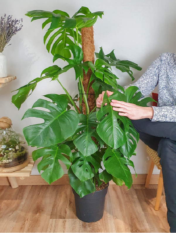 découvrez notre guide complet sur les plantes d'intérieur : conseils d'entretien, choix des meilleures variétés, astuces déco et bienfaits pour votre maison. faites entrer la nature chez vous !