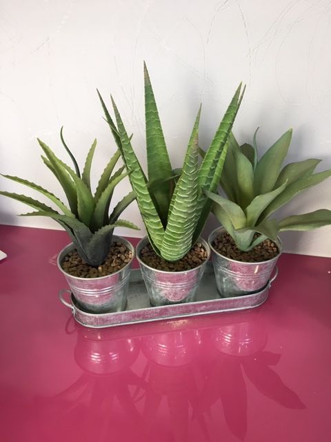 découvrez une sélection de plantes décoratives pour sublimer votre intérieur et extérieur. conseils d'entretien, astuces déco et idées originales pour un espace vert tendance et harmonieux.