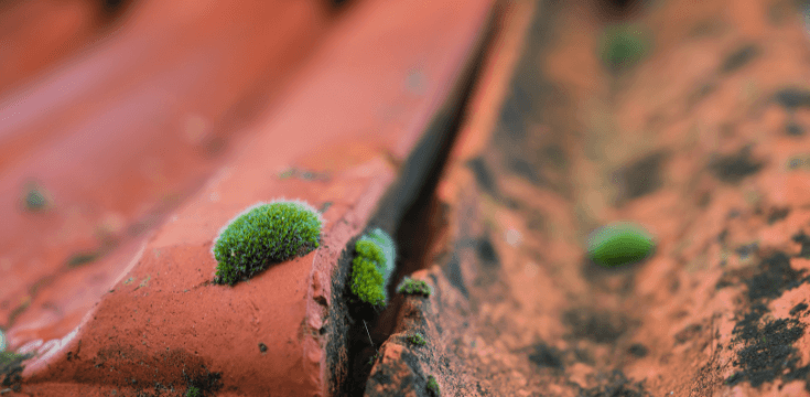 découvrez le prix du nettoyage de toiture au m2 : tarifs moyens, facteurs qui influencent le coût, conseils pour bien choisir votre professionnel et obtenir un toit propre et durable.