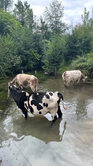 découvrez moigny-sur-école, un village exceptionnel au cœur de la nature, offrant charme, tranquillité et de superbes paysages à seulement quelques kilomètres de paris.
