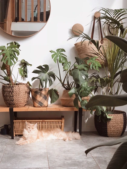 découvrez notre sélection de plantes déco pour embellir votre intérieur avec style et naturel. conseils et idées pour intégrer facilement la verdure dans votre décoration.