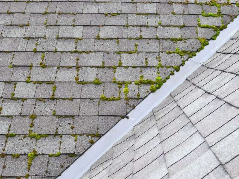 découvrez les tarifs de démoussage de toiture au mètre carré pour entretenir efficacement votre toit et prévenir les dégâts.