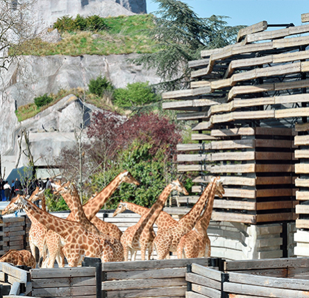 découvrez les projets et les améliorations de la rénovation du zoo de paris pour offrir un habitat naturel et sécurisé à ses animaux tout en améliorant l'expérience des visiteurs.
