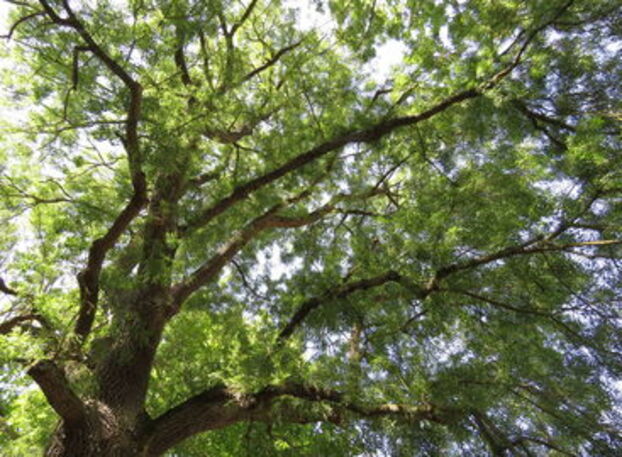 découvrez les trésors cachés de saint-sulpice-de-favières, un village plein de charme et d'histoire à explorer.