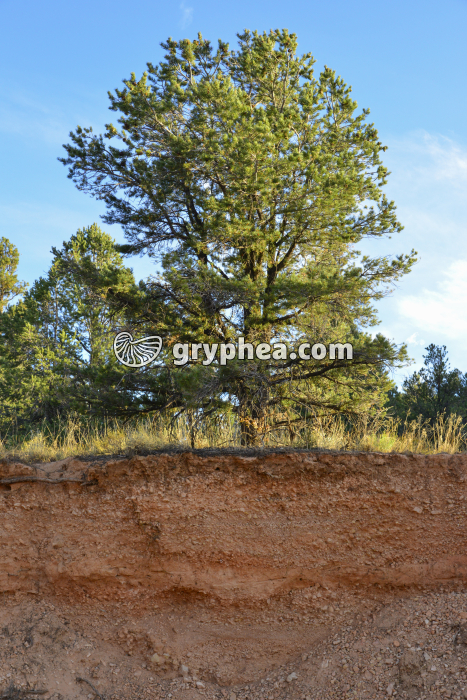 découvrez la définition du sous-sol, ses caractéristiques, son rôle dans la construction et les différentes utilisations possibles de cet espace souvent méconnu.