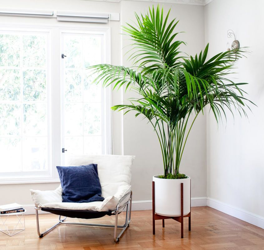 découvrez notre sélection de plantes d'intérieur idéales pour sublimer votre appartement haussmannien avec élégance et style.