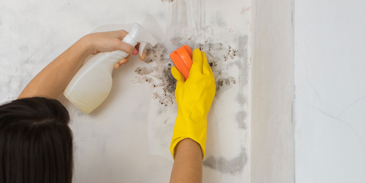 découvrez nos astuces efficaces pour dire adieu aux moisissures et créer une maison saine, propre et agréable à vivre.