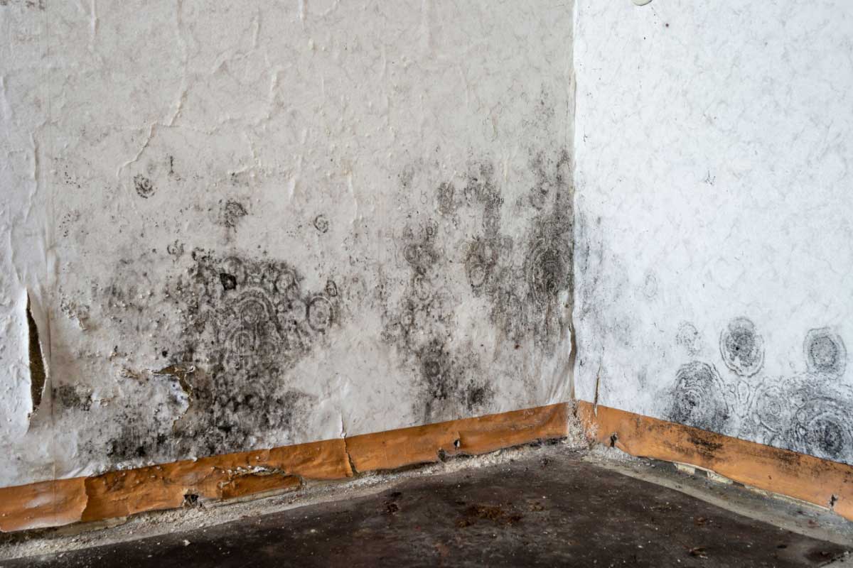 découvrez nos astuces efficaces pour dire adieu aux moisissures et profiter d'une maison saine et agréable à vivre.