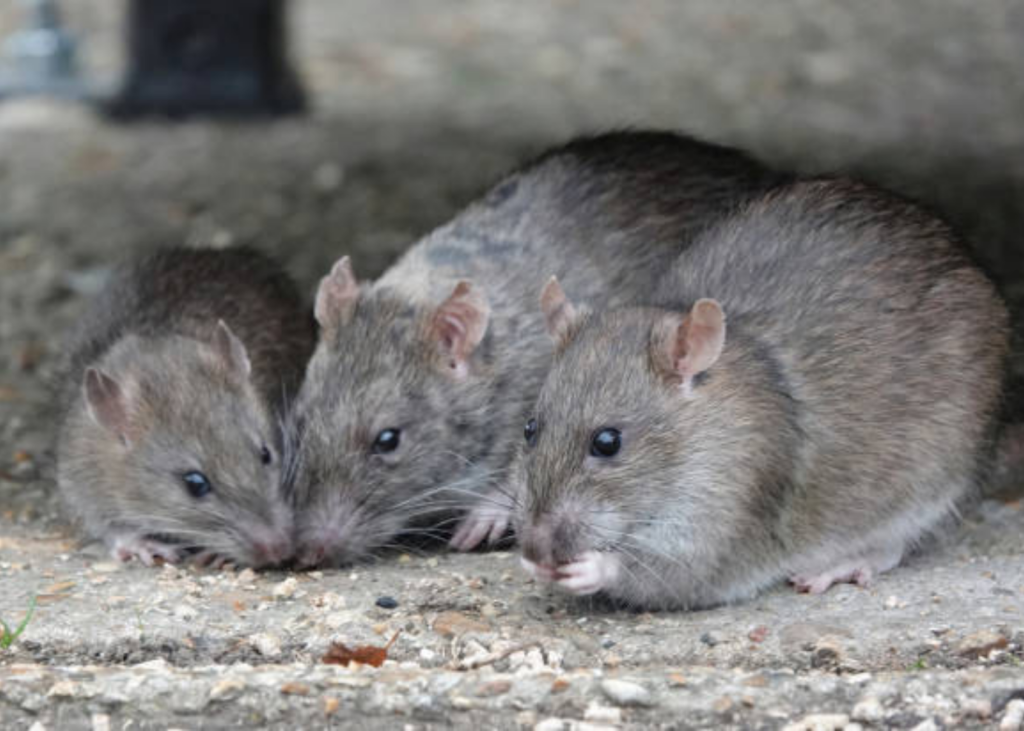 service de dératisation efficace à paris 15ème pour éliminer rapidement les rats et protéger votre environnement. intervention rapide, garantie et professionnelle.