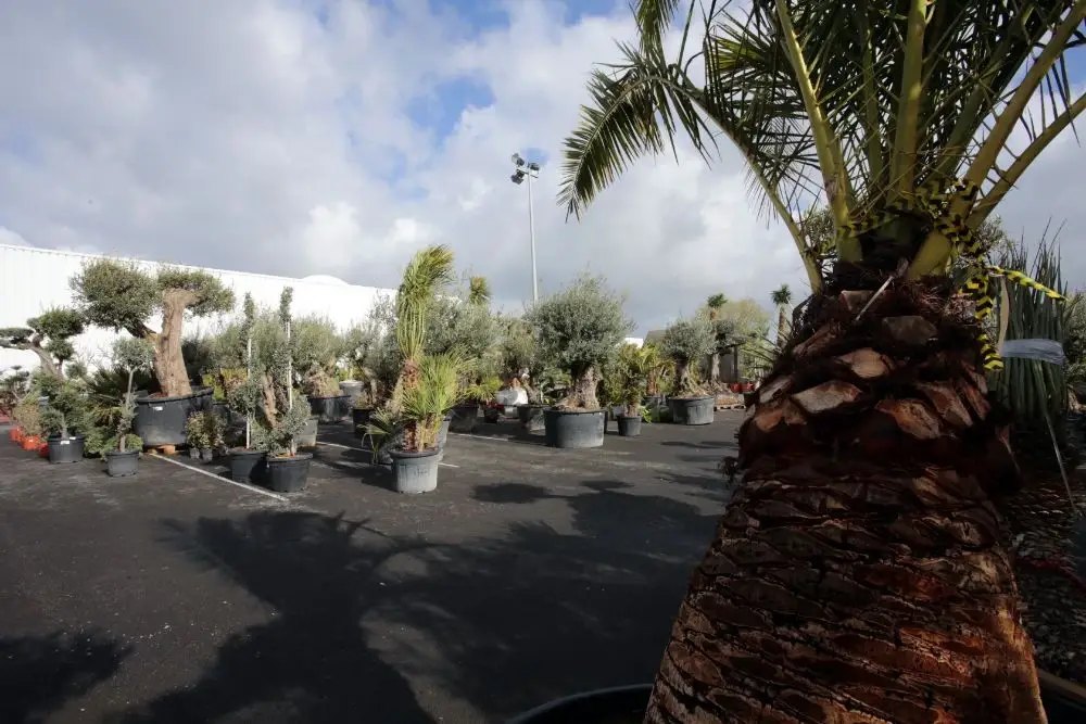 découvrez nos conseils et idées pour aménager et entretenir votre jardin à cambrai, quel que soit votre espace extérieur.