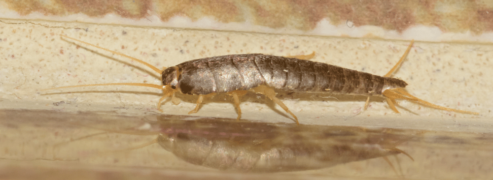 découvrez les différents types d’humidité dans une maison, leurs causes et comment les identifier pour mieux protéger votre logement.