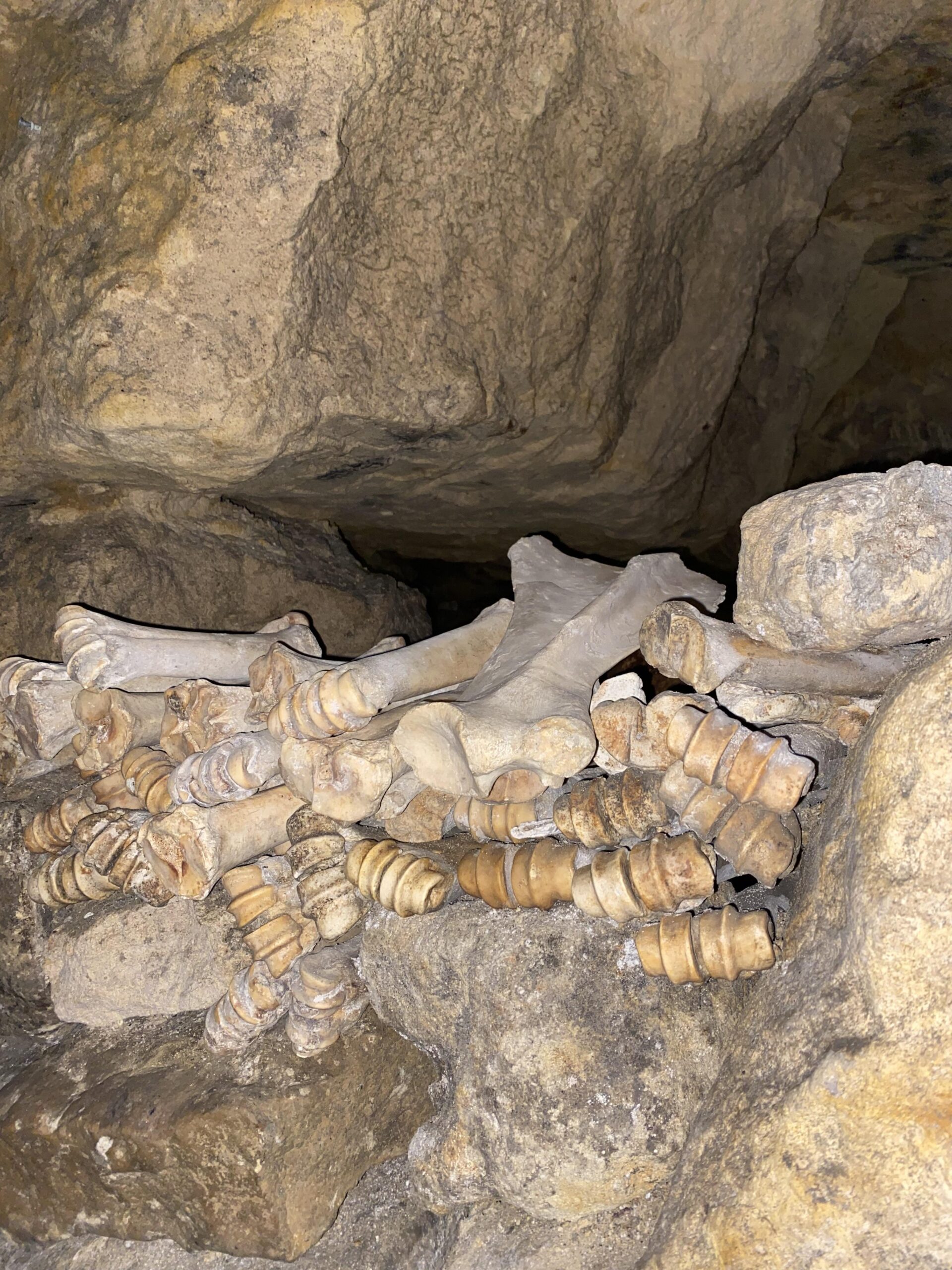 découvrez pontoise exotique, un guide unique pour explorer les trésors cachés de cette ville riche en histoire et en surprises à ne pas manquer.